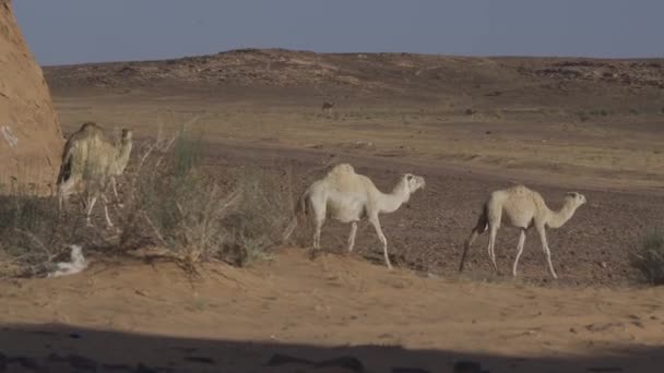 Camel Herd Tabuk Region Saudi Arabia — стокове відео