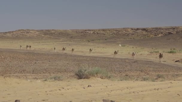 Camel Herd Tabuk Region Saudi Arabia — Αρχείο Βίντεο