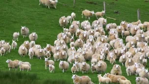 Flock Sheep Farm Scotland — стоковое видео