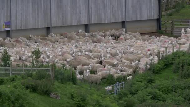 Flock Sheep Farm Scotland — стокове відео