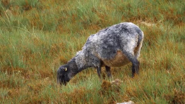 Schottische Schwarze Schafe Bei Starkem Regen — Stockvideo