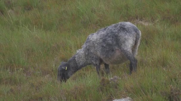 Scottish Black Sheep Heavy Rain — Stock Video