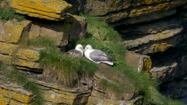 Seagulls Nest John Groots Північна Шотландія — стокове відео