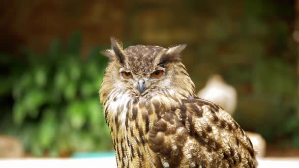 Eagle Owl Dunrobin Castle 스코틀랜드 — 비디오