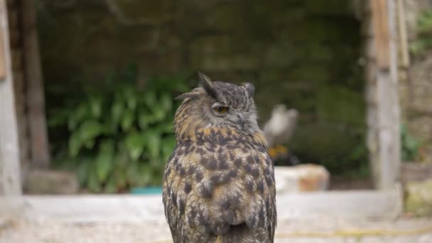 Eagle Owl Dunrobin Castle 스코틀랜드 — 비디오