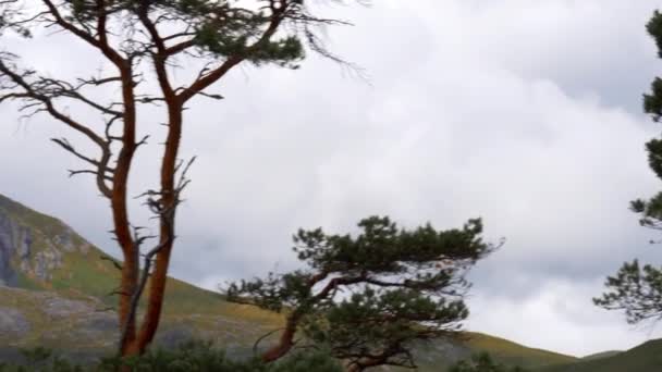 Glen Affric Forest 스코틀랜드 — 비디오
