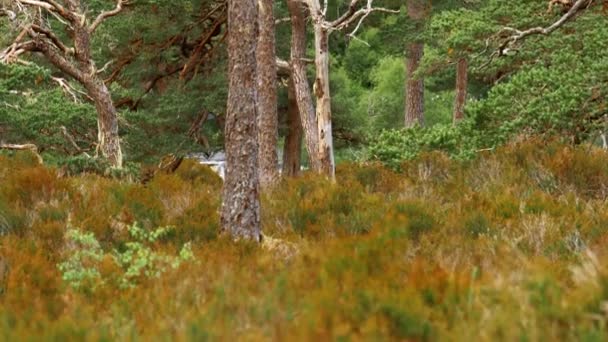 Glen Affric Forest Escocia — Vídeos de Stock