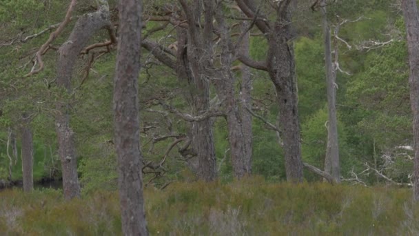 Glen Affric Forest Escocia Versión Sin Clasificar — Vídeo de stock