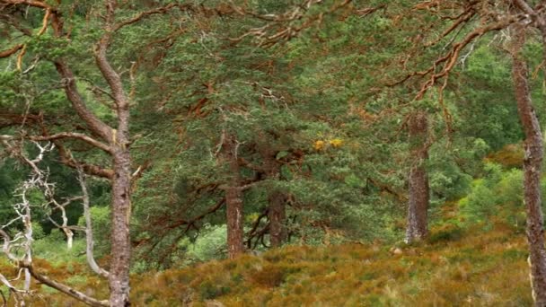 Glen Affric Forest Schottland — Stockvideo