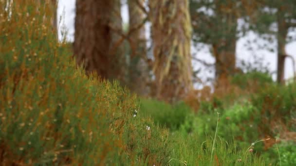 Glen Affric Forest Skottland — Stockvideo