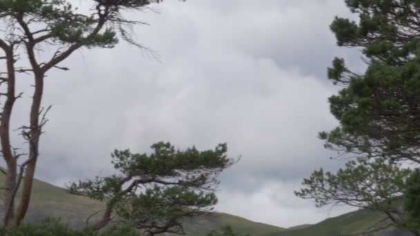Glen Affric Forest Шотландия Unreded — стоковое видео