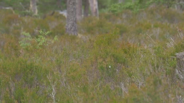 Glen Affric Forest Шотландия Unreded — стоковое видео