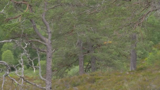 Glen Affric Forest Escócia Versão Não Classificada — Vídeo de Stock