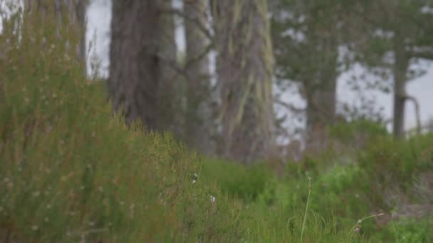 Glen Affric Forest Skotsko Nezařazená Verze — Stock video