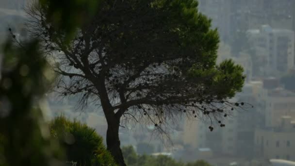 Scena Lunga Sull Albero Paesaggio Urbano Sullo Sfondo Sicilia Italia — Video Stock