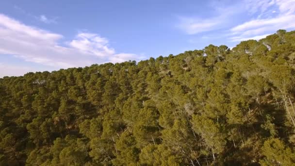 Flygfoto Över Vackra Skogen Monte Malaga — Stockvideo