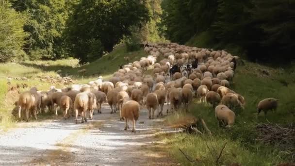 Ogromne Stado Owiec Pireneje Hiszpania — Wideo stockowe