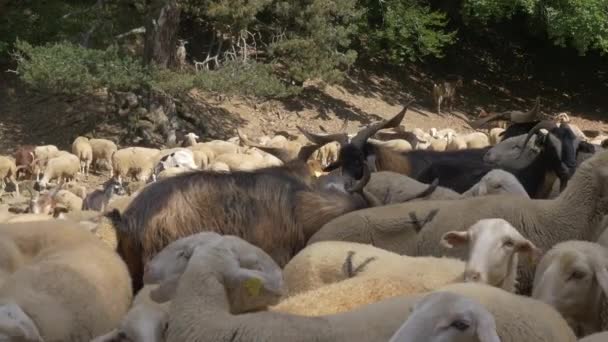 羊の巨大な群れ ピレネー スペイン — ストック動画