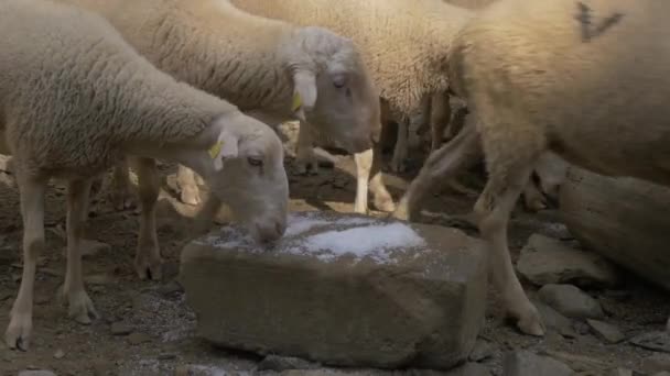 羊の巨大な群れ ピレネー スペイン — ストック動画