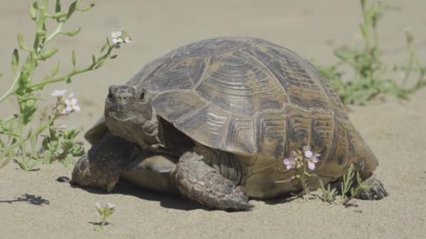 Türkische Schildkröte Aus Nächster Nähe — Stockvideo