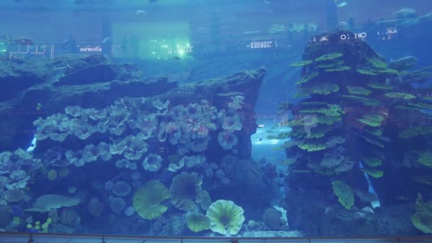 Aquarium Dubai Mall Uae — Stock Video