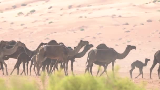 Camels Desert Emriates Uae Graded Stabilized Version — стокове відео