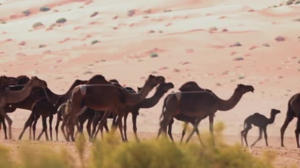 Camels Desert Emriates Uae Graded Stabilized Version — Stok video