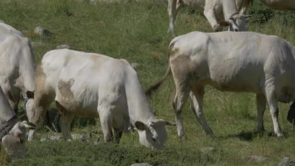 Krávy Cattles Gias Della Casa Itálie — Stock video