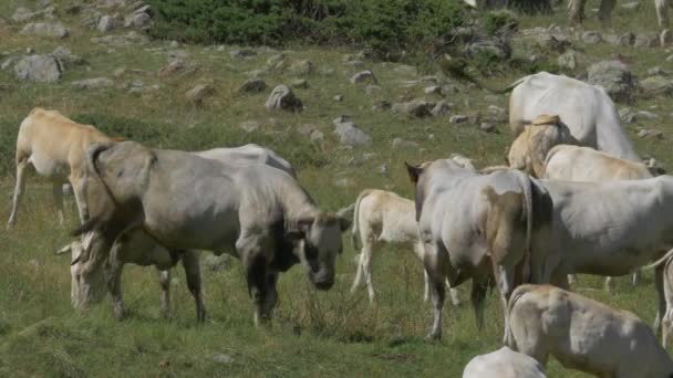 Cows Cattles Gias Della Casa Италия — стоковое видео