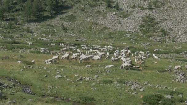 意大利贾斯德拉卡萨的牛和牛 — 图库视频影像