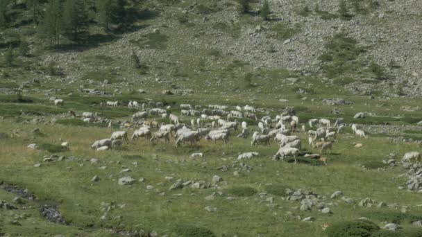 Cows Cattles Gias Della Casa Италия — стоковое видео