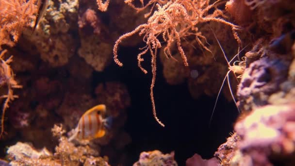 Butterflyfish Copperband Camarones Fuego Chelmon Rostratus Lysmata Debelius — Vídeo de stock