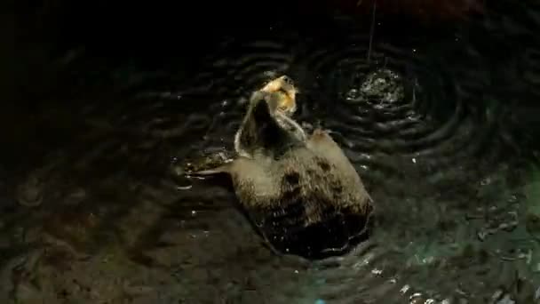 Cute Sea Otter Cleans Itself Plays Its Tail — Stock Video