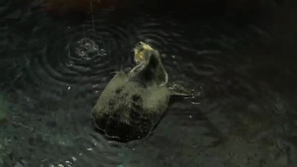 Cute Sea Otter Cleans Itself Plays Its Tail — Stock Video
