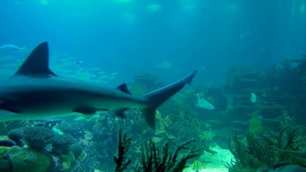 Teljes Képernyős Sandbar Cápa Carcharhinus Plumbeus — Stock videók