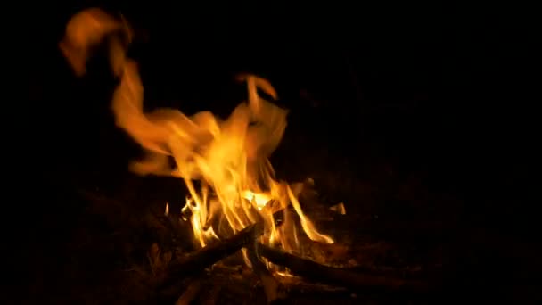 Beautiful Burning Campfire Close View — Stockvideo