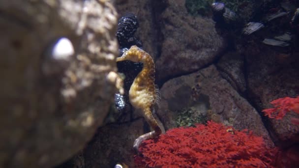 Topfbauch Seepferdchen Hippocampus Abdominalis — Stockvideo