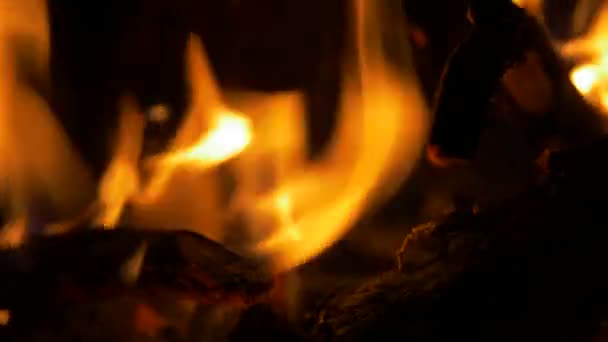 Beautiful Campfire Bonfire Closeup — Stock Video