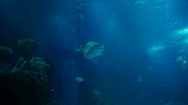 Nanılmaz Çok Büyük Sandtiger Köpekbalığı Carcharias Taurus Farklı Balıklar Bir — Stok video