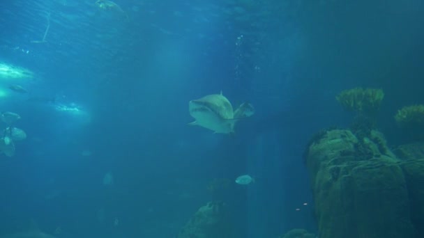 驚くべきは 巨大な Sandtiger Carcharias トーラスに囲まれてたくさんの異なる魚の — ストック動画