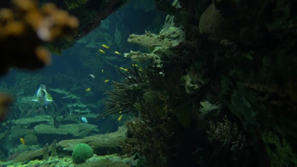 Aquarium Fond Avec Différentes Plantes Poissons — Video