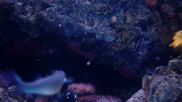 Aquarium Hintergrund Mit Verschiedenen Pflanzen Und Fischen — Stockvideo