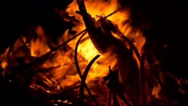 Beautiful Burning Campfire Close View — Stok video