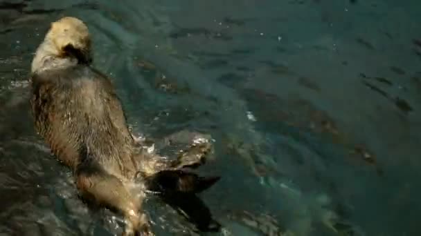 Schattig Zeeotters Hebben Pret Spelen — Stockvideo