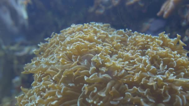 Különböző Korallok Virágállatok Egy Hatalmas Akvárium — Stock videók
