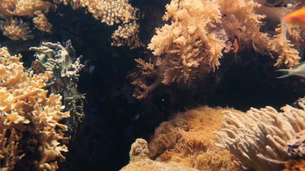 Різні Корали Анемони Величезний Акваріум — стокове відео