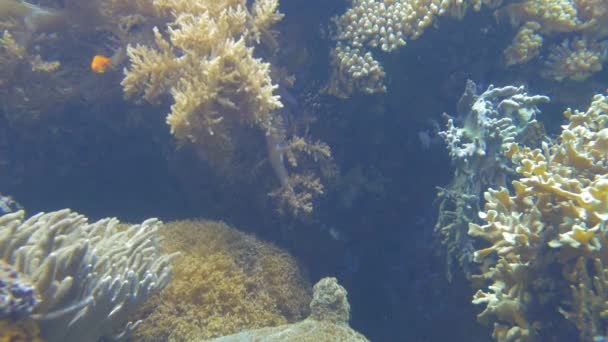 Különböző Korallok Virágállatok Egy Hatalmas Akvárium — Stock videók