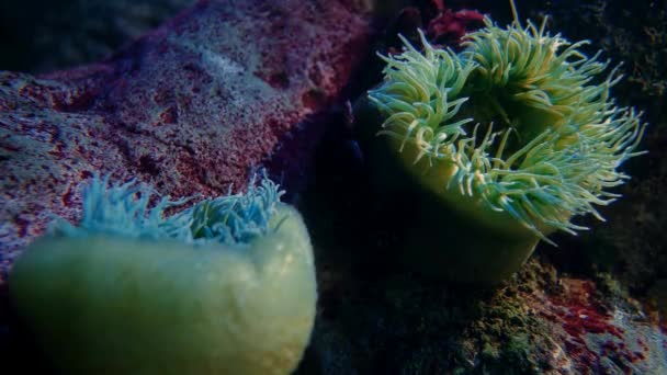 Marine Life Underwater World — Stockvideo