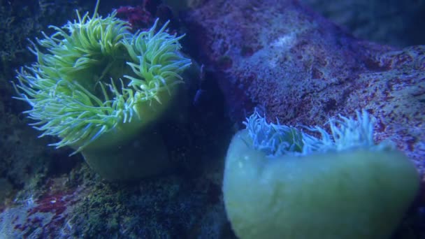 Marine Life Underwater World — Video Stock