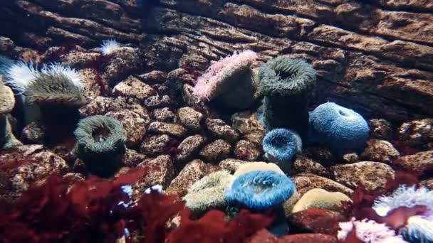 Marine Life Underwater World — Vídeo de Stock
